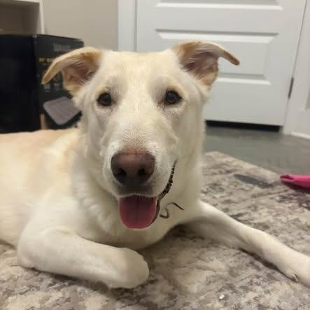 Enlarge Atlas, a Adoptable mixed breed in Myrtle Beach, SC image 1/1