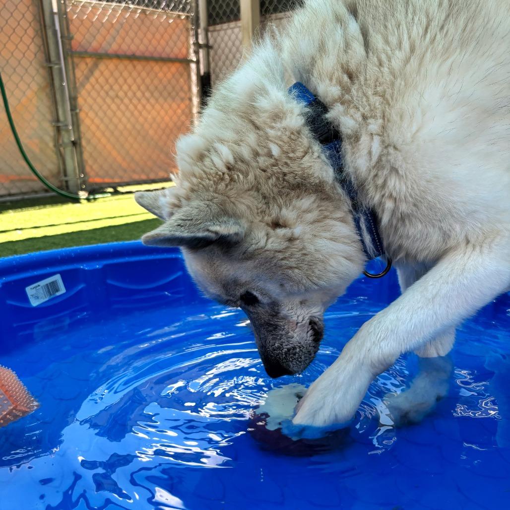 Chalky, Adoptable, Adult Male Husky.