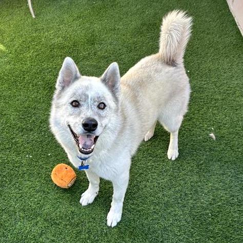 Chalky, a Adoptable Husky in Tempe, AZ image 2/6