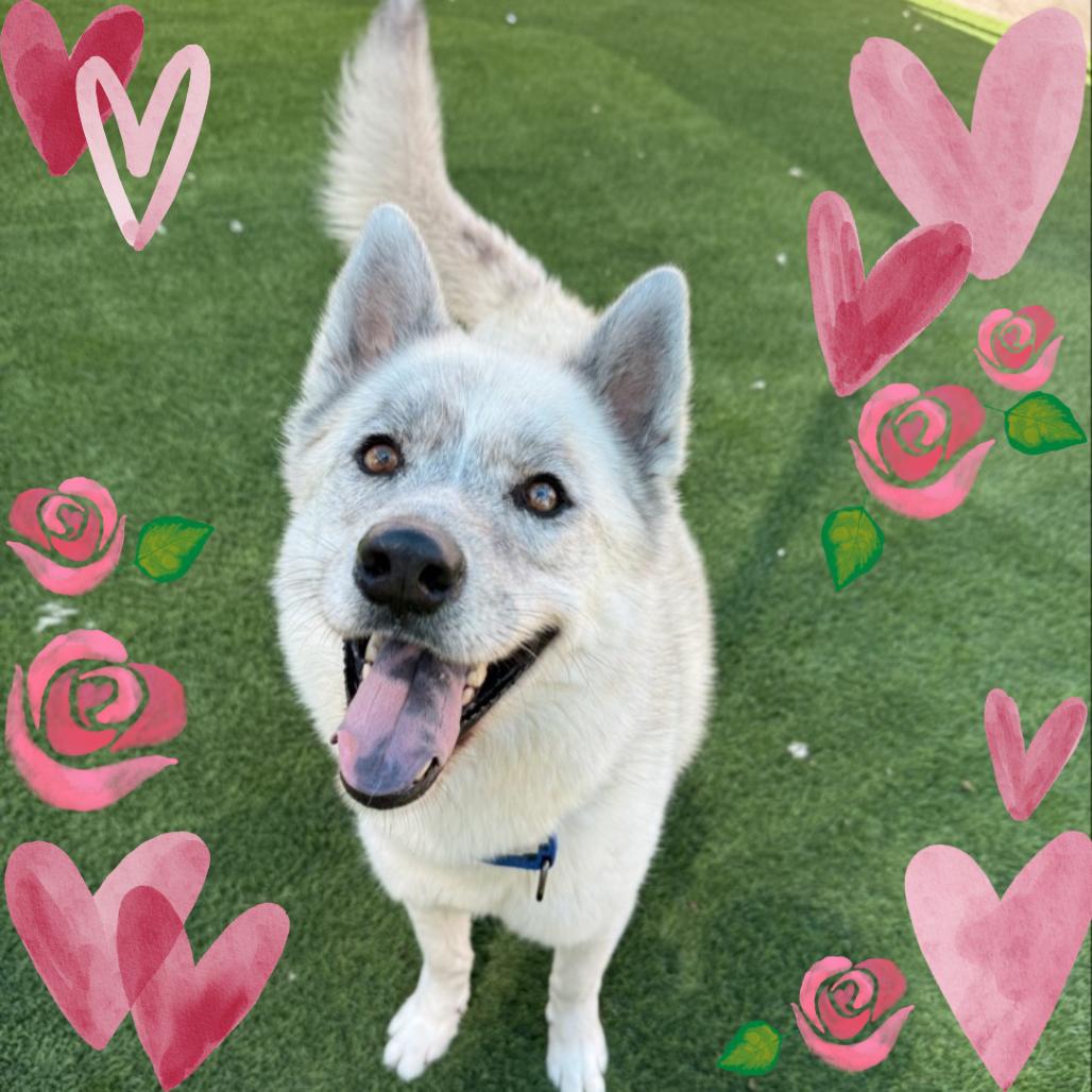 Chalky, a Adoptable Husky in Tempe, AZ image 4/6