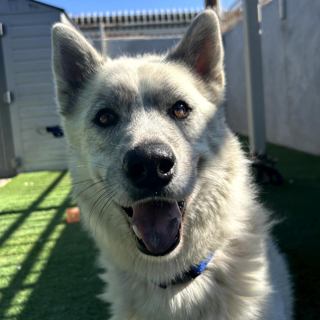Chalky, a Adoptable Husky in Tempe, AZ image 5/6