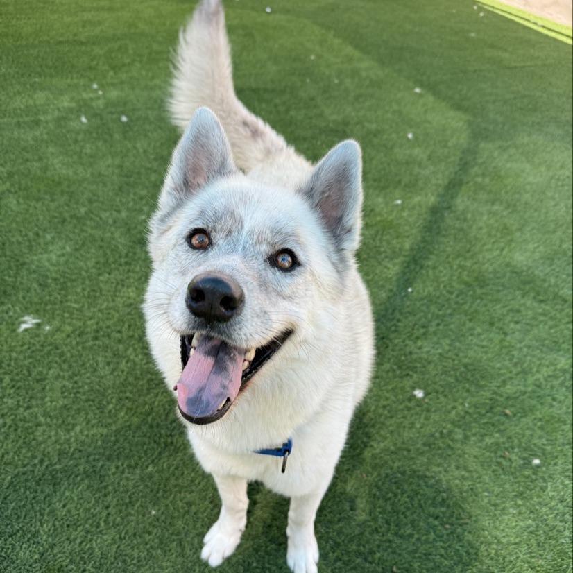 Enlarge Chalky, a Adoptable Husky in Tempe, AZ image 5/6