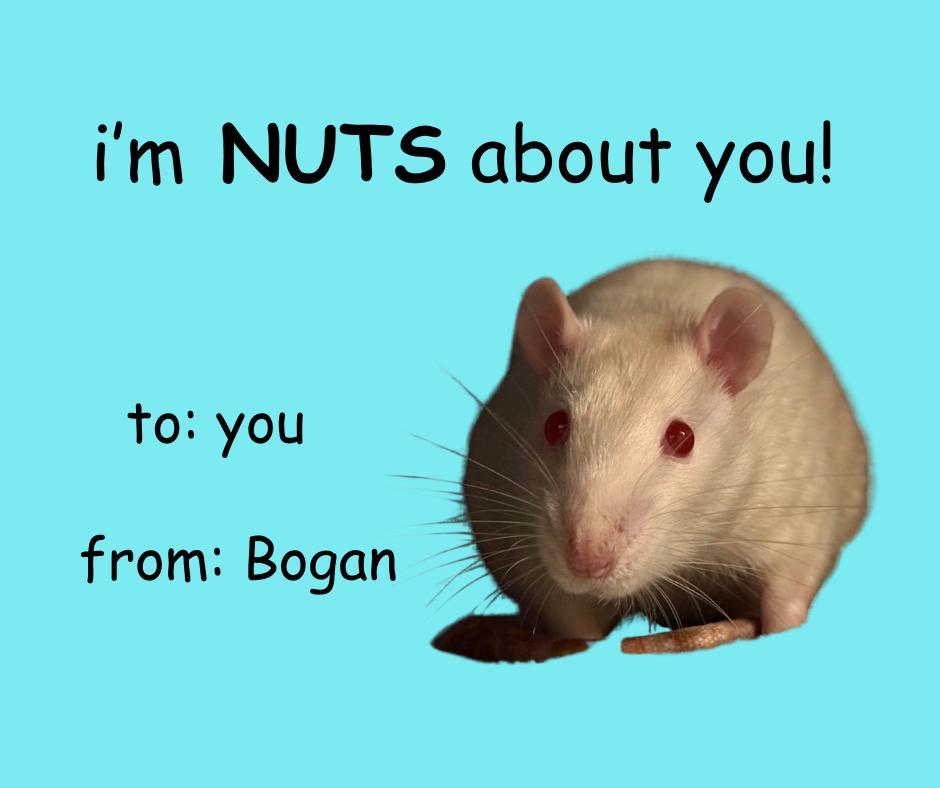 Enlarge Bogan, a Adoptable Rat in Richmond, VA image 2/2