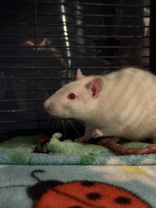 Bogan, Adoptable, Adult Male Rat.