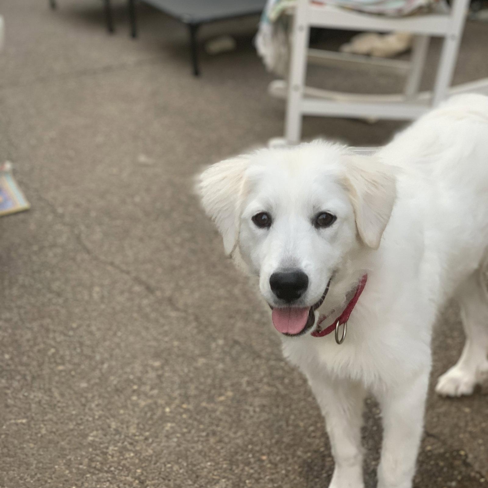 Enlarge Mina, a Adopted Great Pyrenees in Vancouver, WA image 4/4