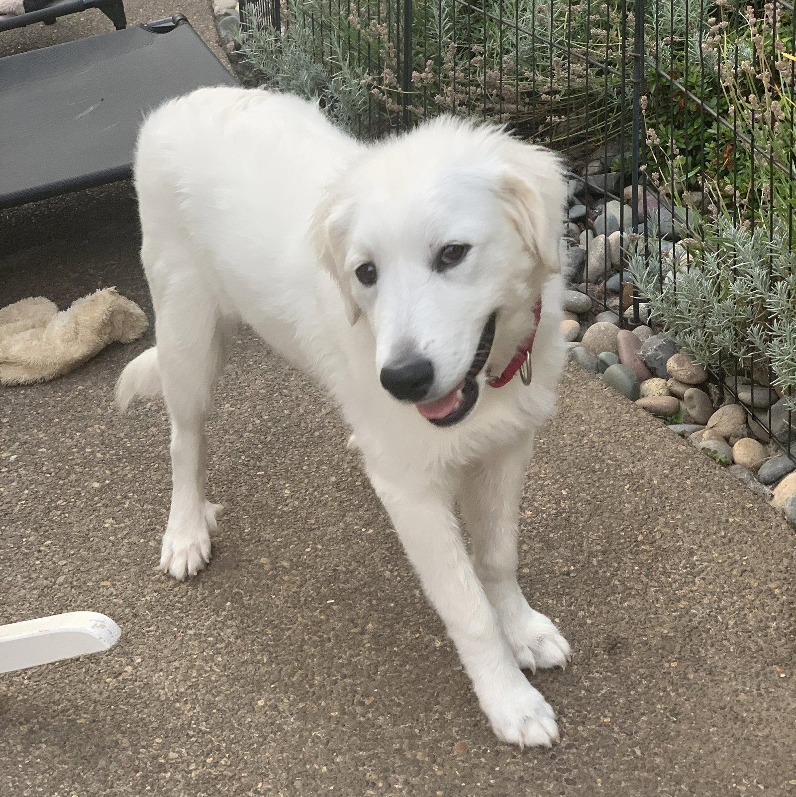 Enlarge Mina, a Adopted Great Pyrenees in Vancouver, WA image 3/4