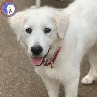 Enlarge Mina, a Adopted Great Pyrenees in Vancouver, WA image 1/4