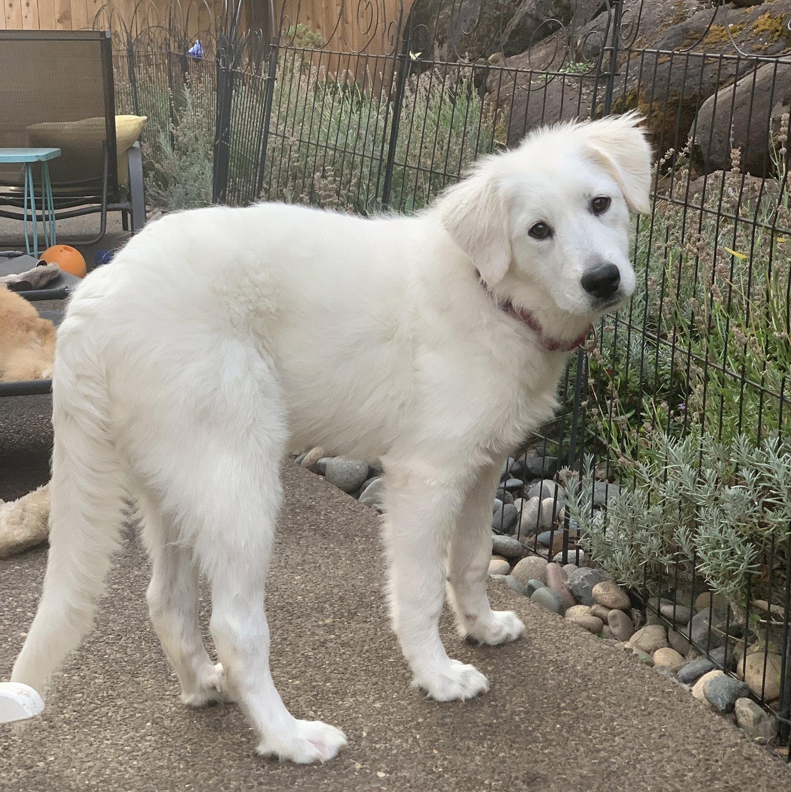 Enlarge Mina, a Adopted Great Pyrenees in Vancouver, WA image 2/4