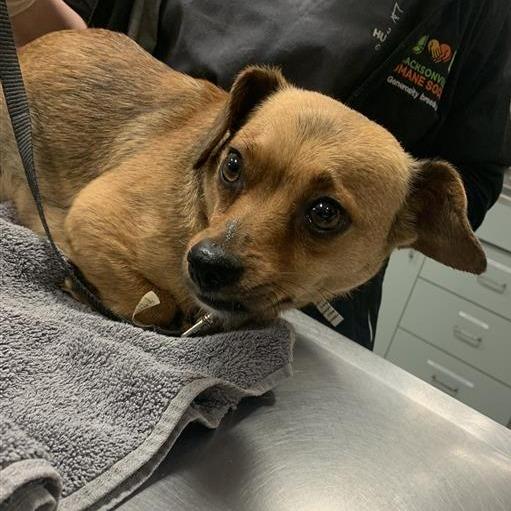 Enlarge Easter, a Adoptable Mixed Breed in Jacksonville, FL image 1/1