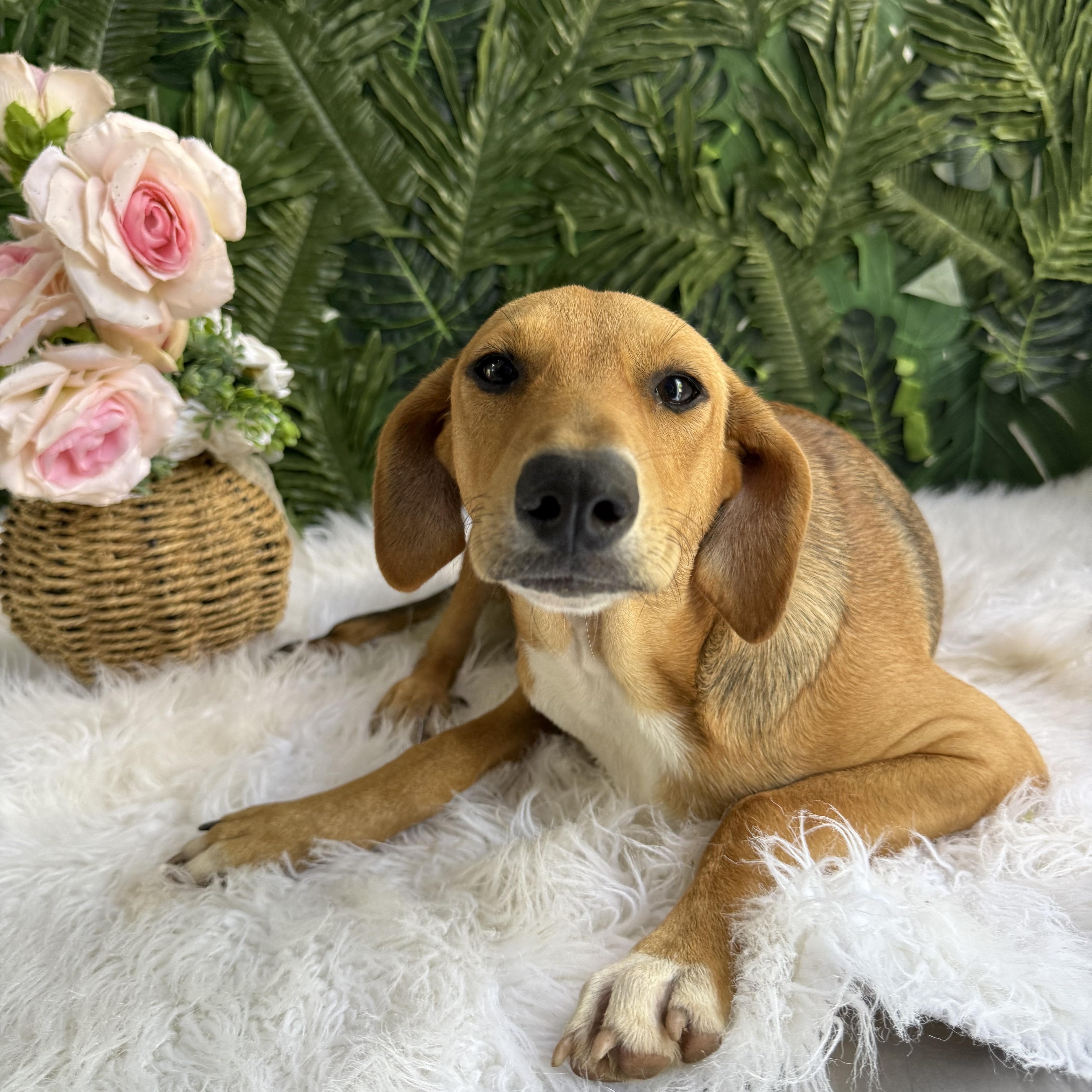 Enlarge Jenna, a Adoptable mixed breed in Hamilton, ON image 1/1