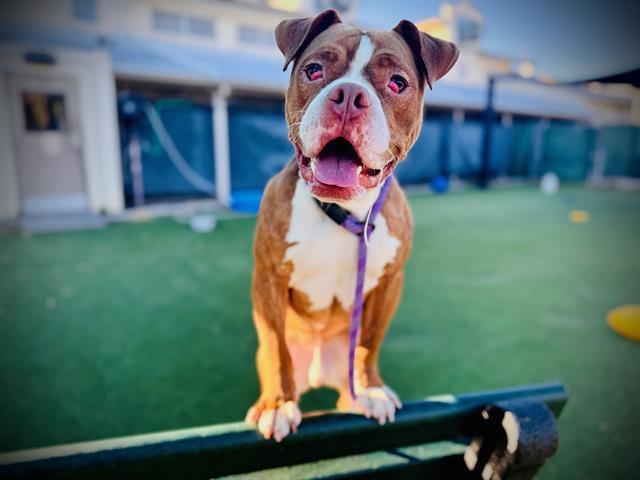 Enlarge MILO, a Adoptable mixed breed in Orlando, FL image 1/1