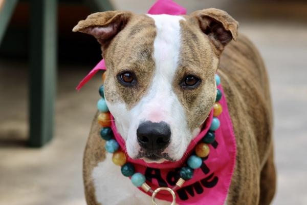 Butter, Adoptable, Adult Female Mixed Breed.