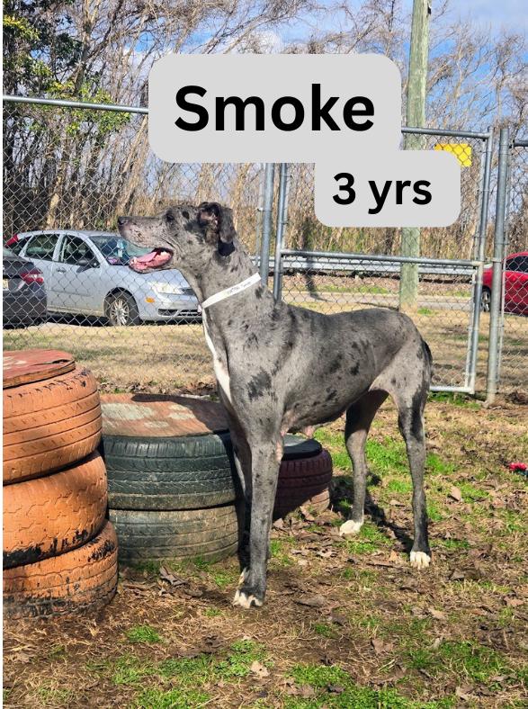 SMOKE — thumbnail 2