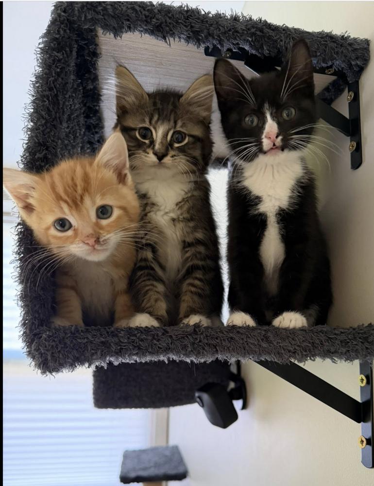 Enlarge Quatros: Toro, a Adoptable mixed breed in Warren, CT image 6/6