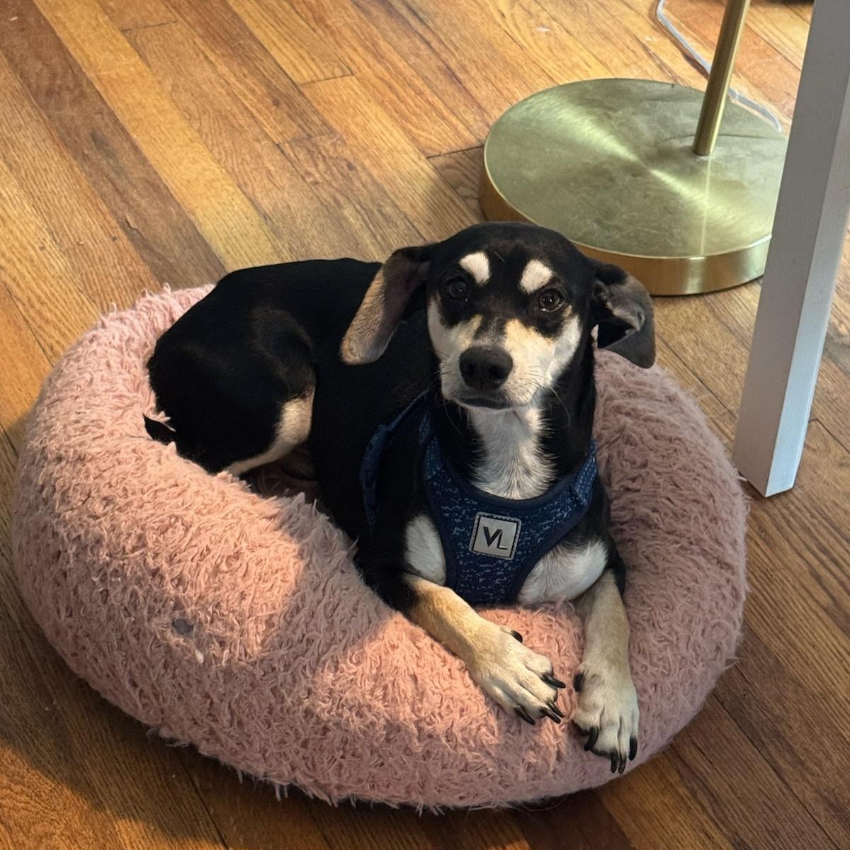 Chucho Chip, an adopted mixed breed in Greenville, SC image 1/2