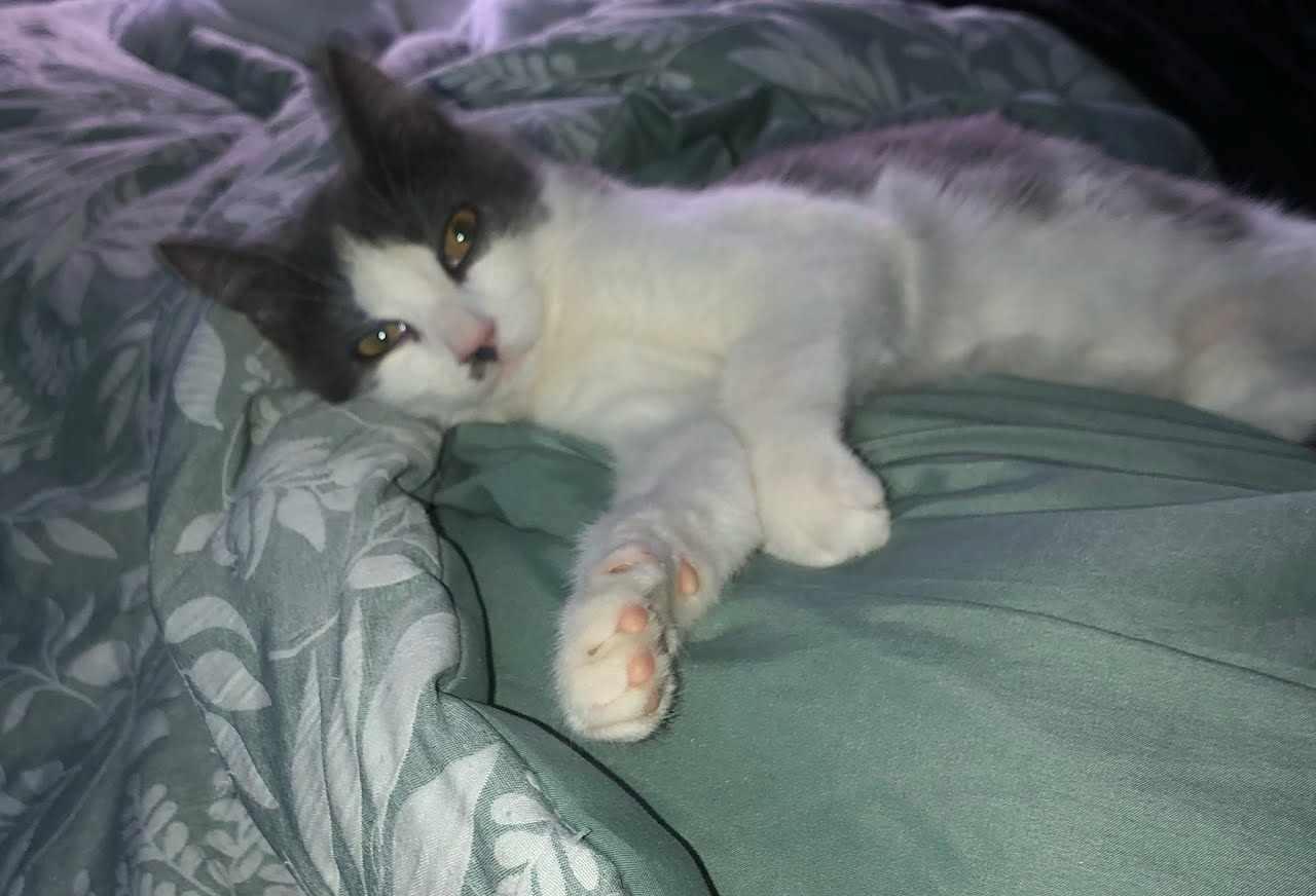 Enlarge Blaze, a Adopted Domestic Medium Hair in Mechanicsville, MD image 2/3