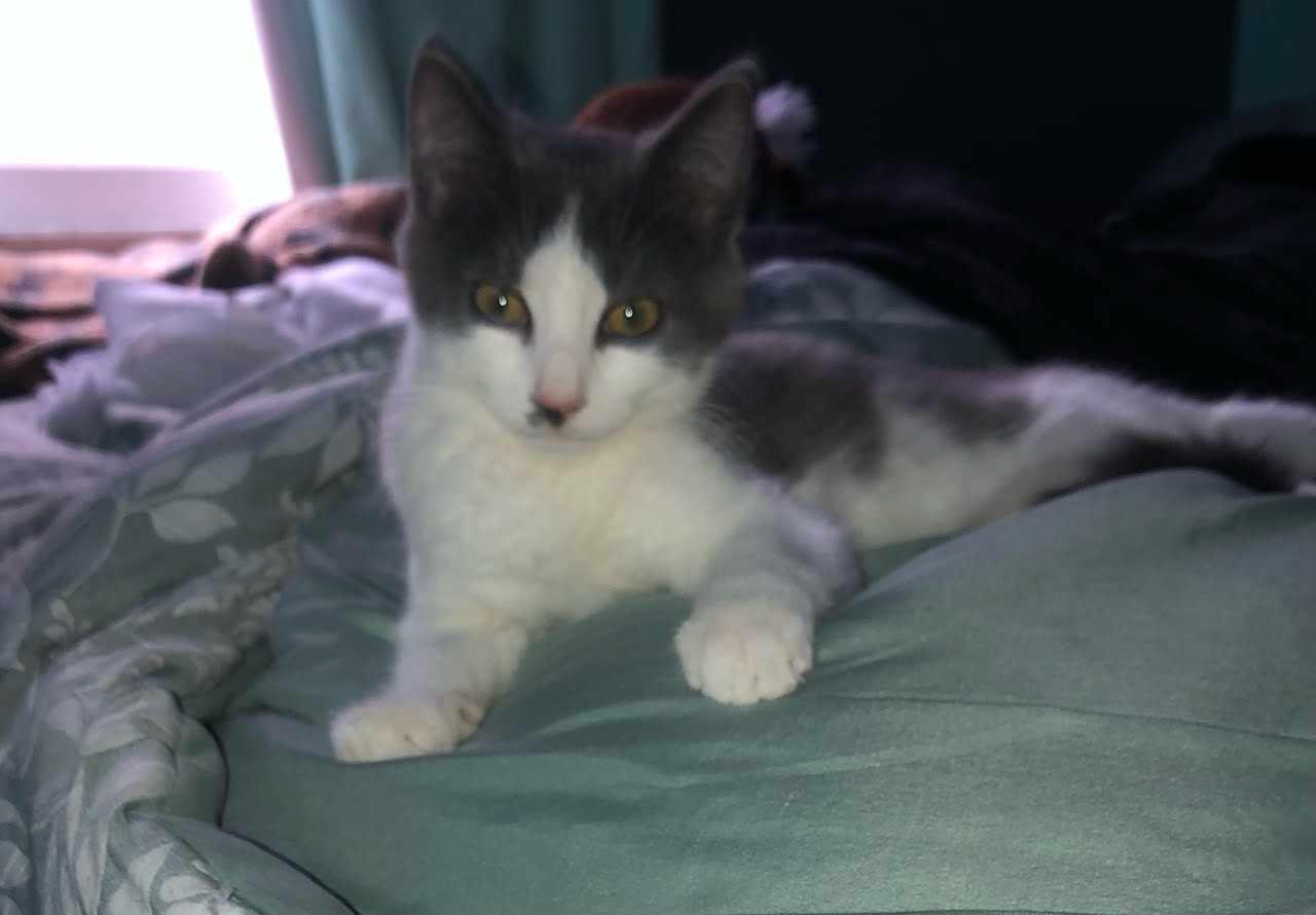 Enlarge Blaze, a Adopted Domestic Medium Hair in Mechanicsville, MD image 3/3