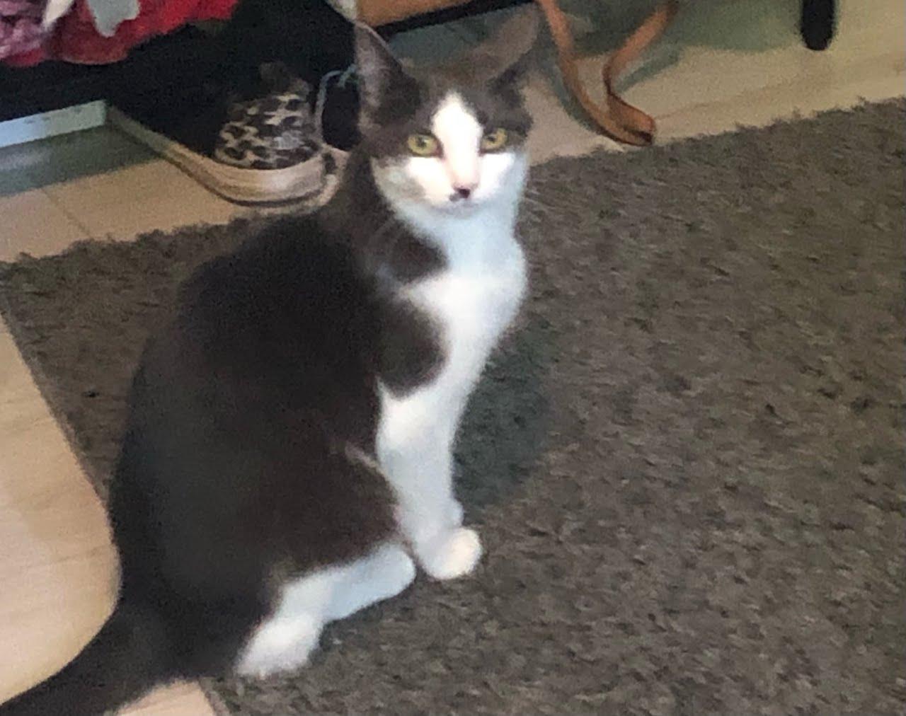 Blaze, Young Male Domestic Medium Hair