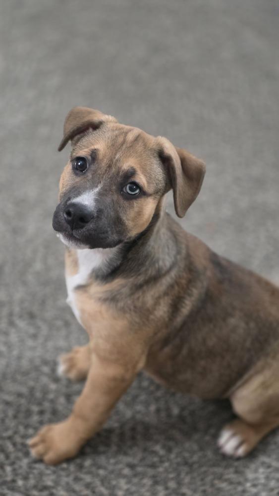 Rosaline, Adoptable, Puppy Female Mixed Breed.