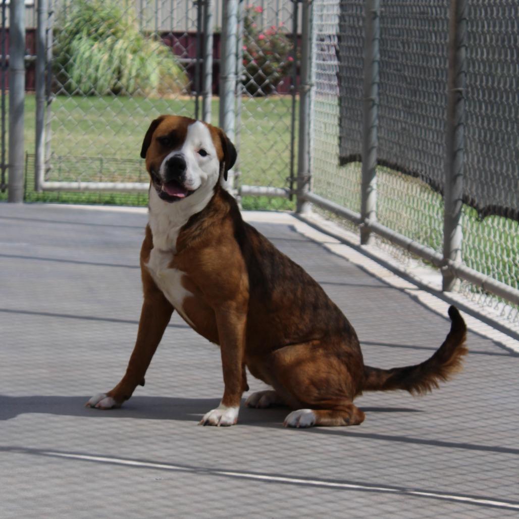 Nala, Adoptable, Adult Female Pit Bull Terrier.