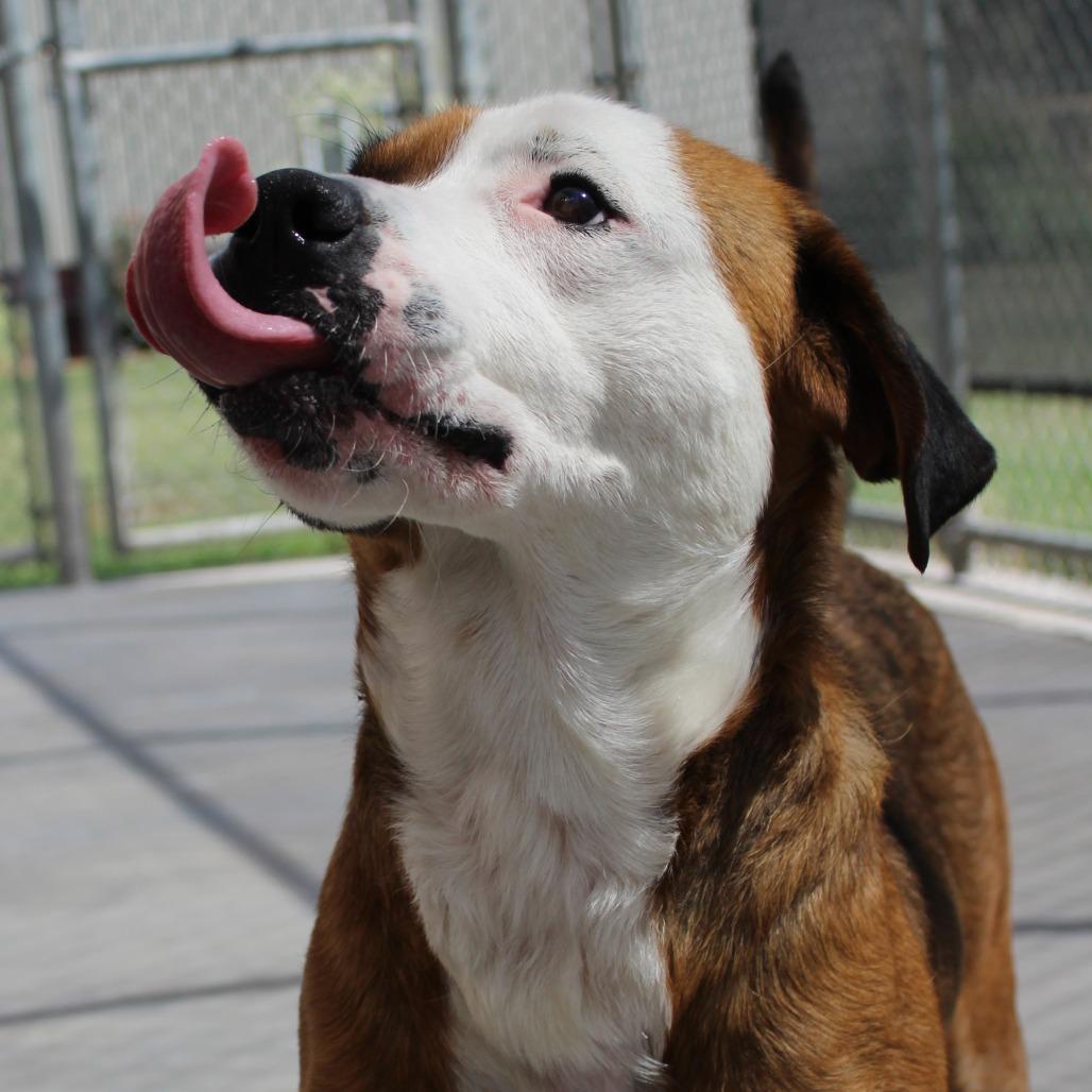 Enlarge Nala, a Adoptable Pit Bull Terrier in McPherson, KS image 2/6