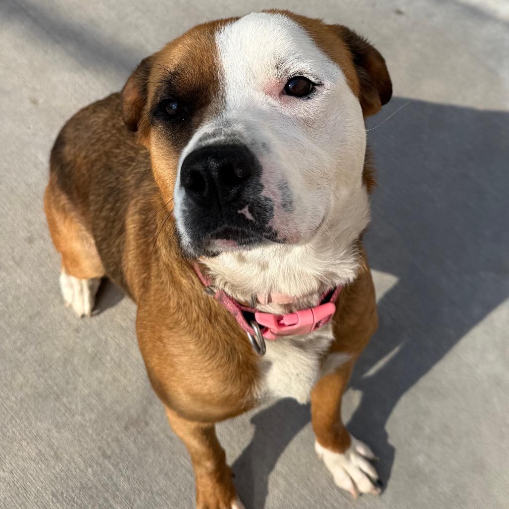 Enlarge Nala, a Adoptable Pit Bull Terrier in McPherson, KS image 3/6