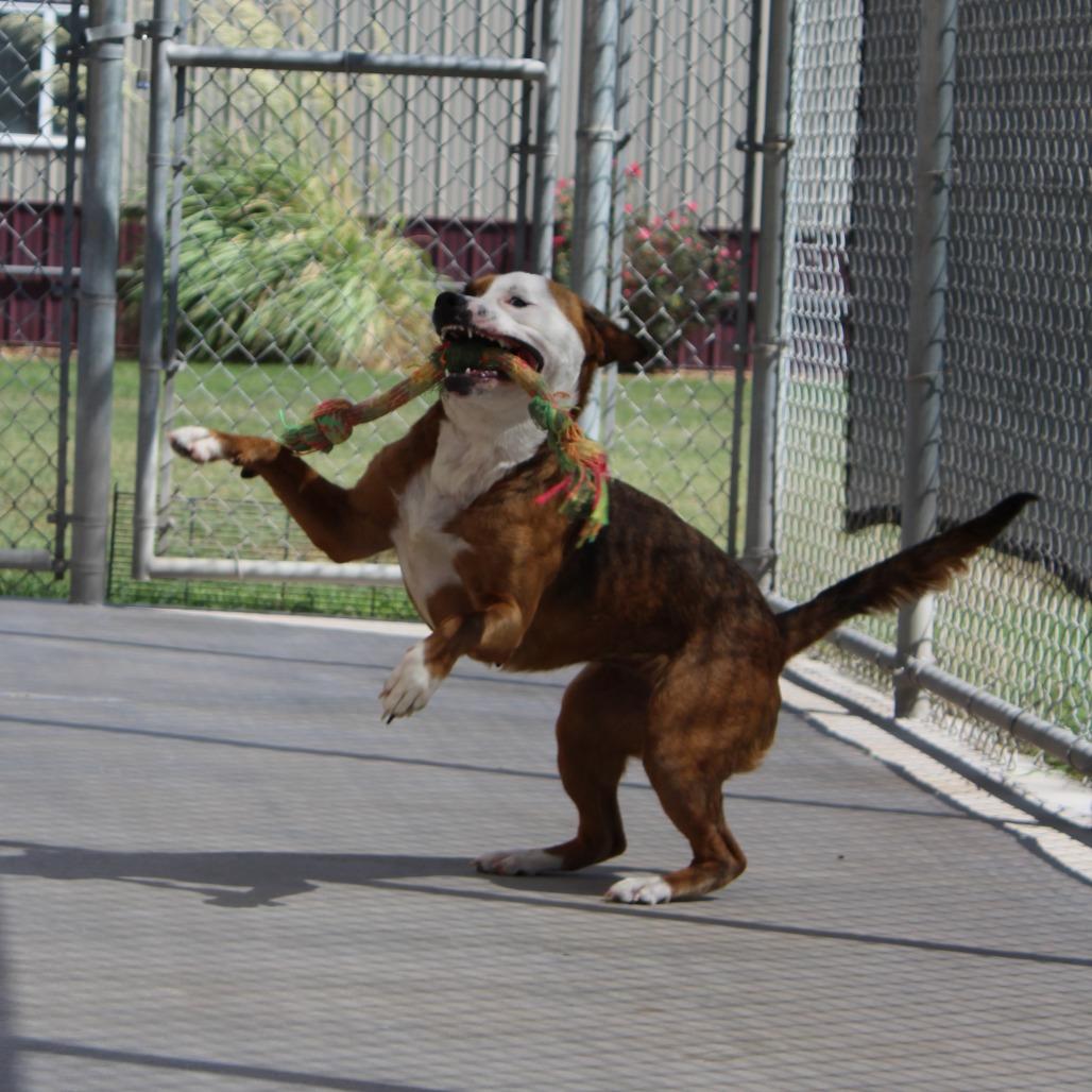 Enlarge Nala, a Adoptable Pit Bull Terrier in McPherson, KS image 4/6