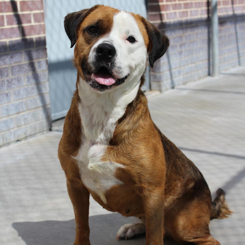Enlarge Nala, a Adoptable Pit Bull Terrier in McPherson, KS image 5/6