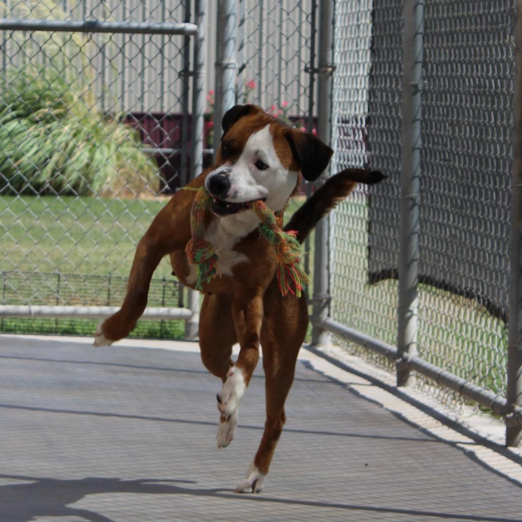 Enlarge Nala, a Adoptable Pit Bull Terrier in McPherson, KS image 6/6