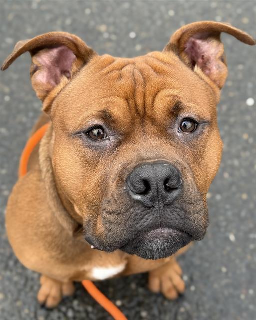 Enlarge WALLY, a Adoptable American Staffordshire Terrier in Kent, WA image 1/1