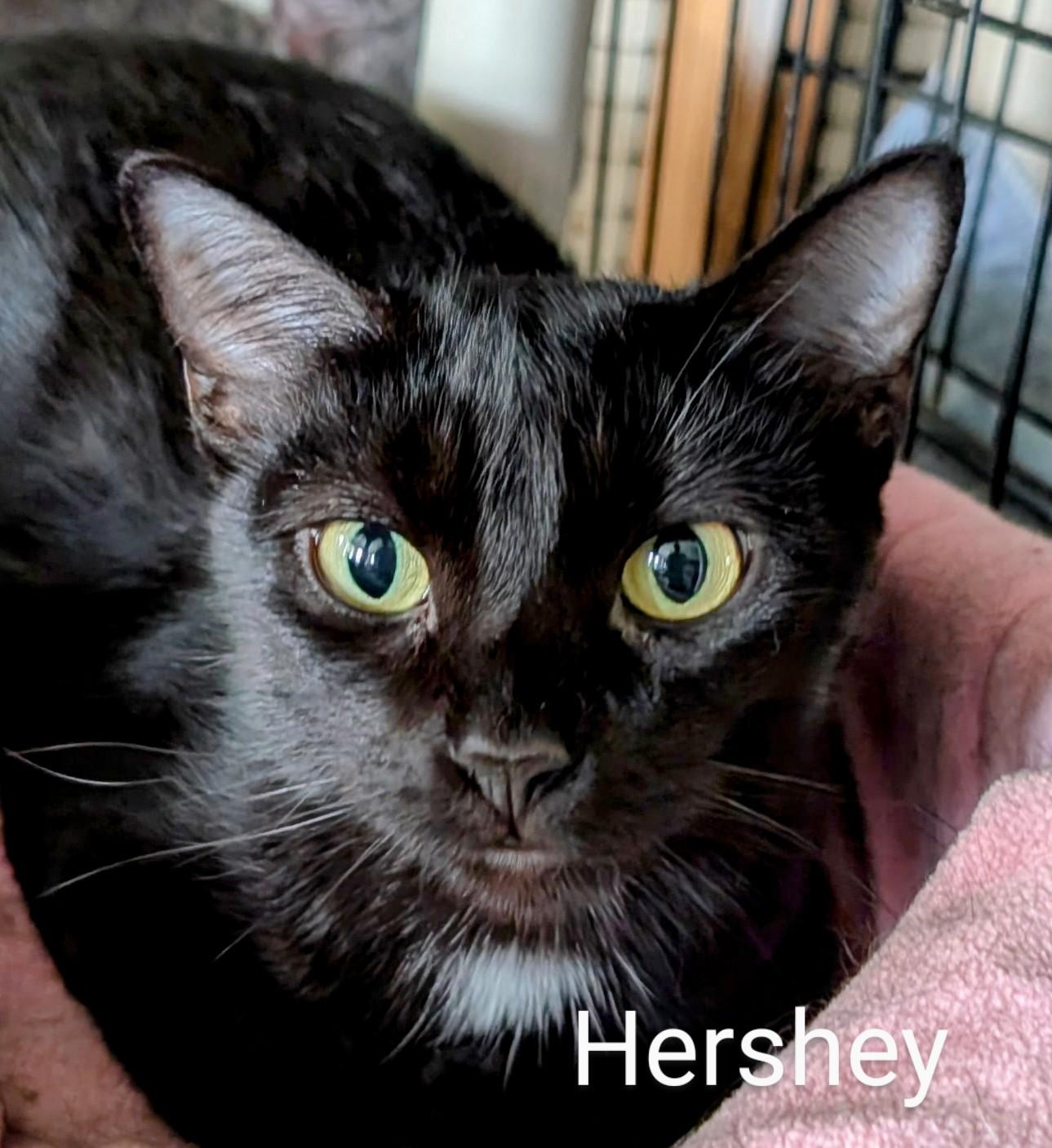 Hershey, Adoptable, Adult Female Domestic Short Hair.