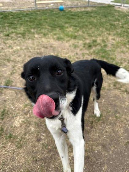 Enlarge Zeke, a Adoptable mixed breed in Scottsbluff, NE image 1/3