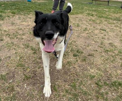 Enlarge Zeke, a Adoptable mixed breed in Scottsbluff, NE image 2/3