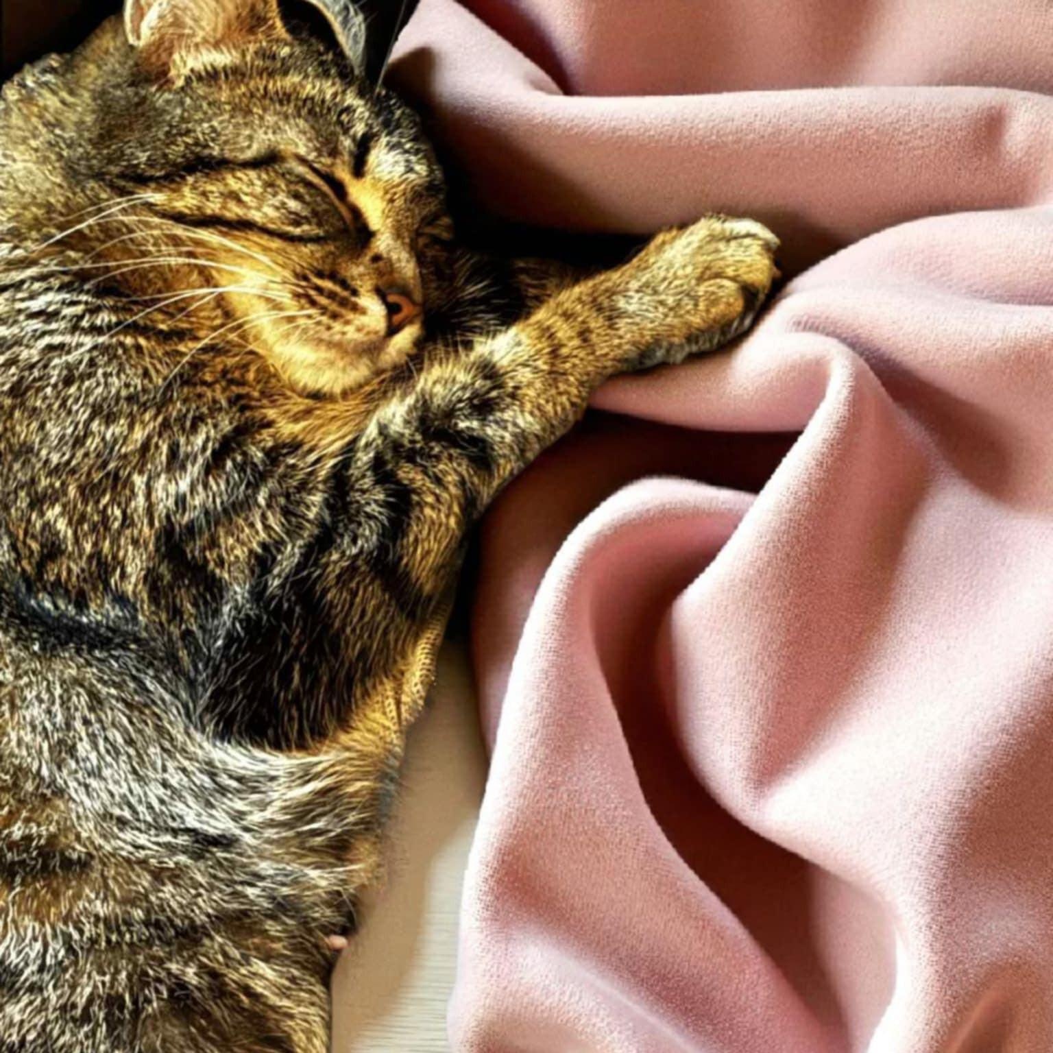 Princess Peach, Adoptable, Adult Female Tabby.