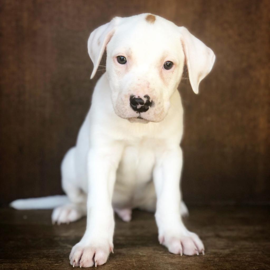 Enlarge Opi, a Adoptable mixed breed in Fredericksburg, TX image 1/2
