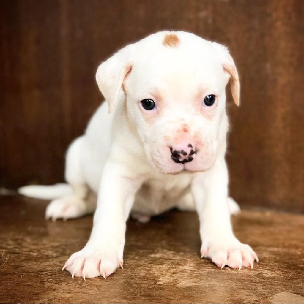 Enlarge Opi, a Adoptable mixed breed in Fredericksburg, TX image 2/2