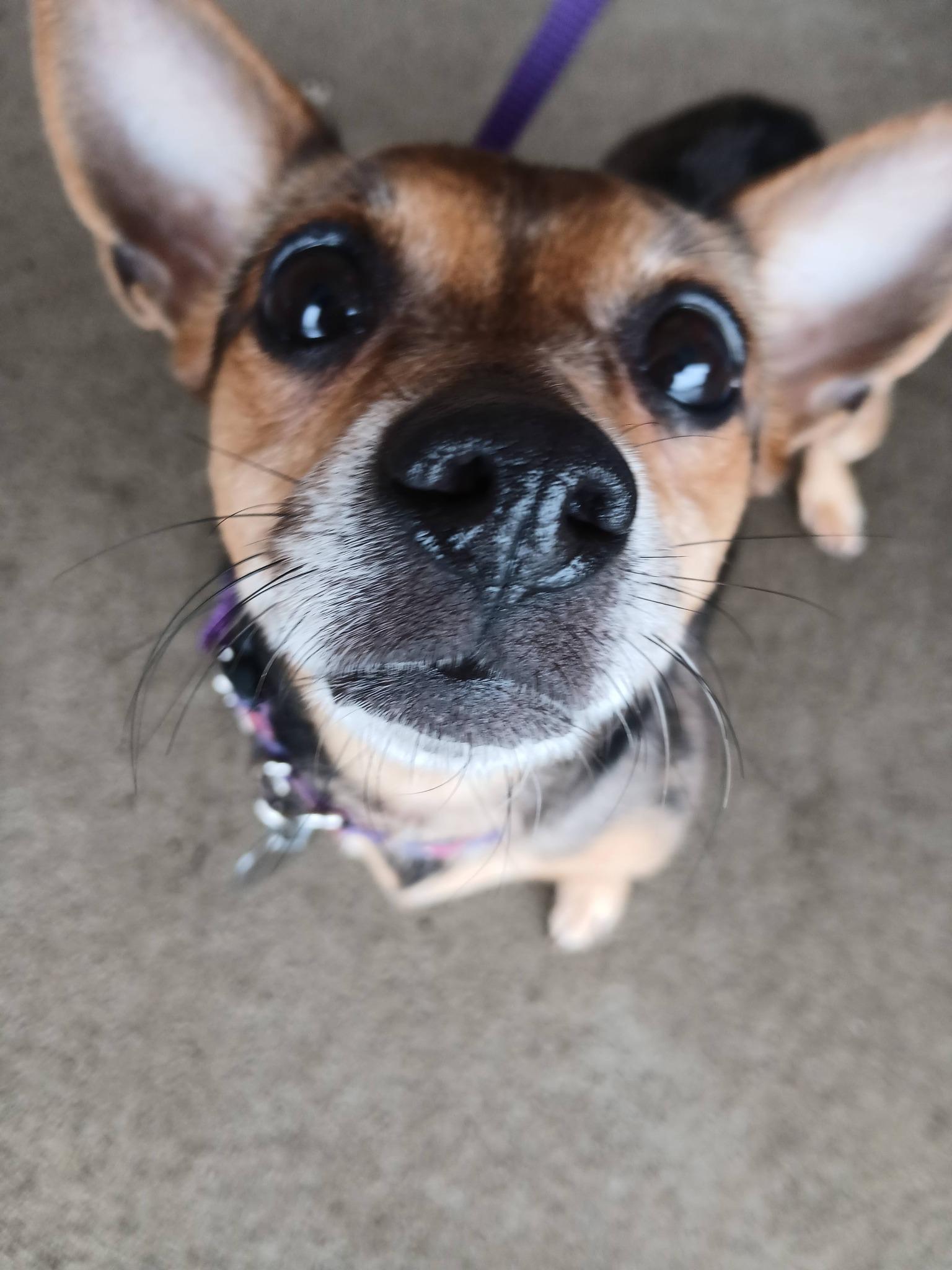 Enlarge Punkin, a ADOPTABLE mixed breed in Oregon, OH image 2/3