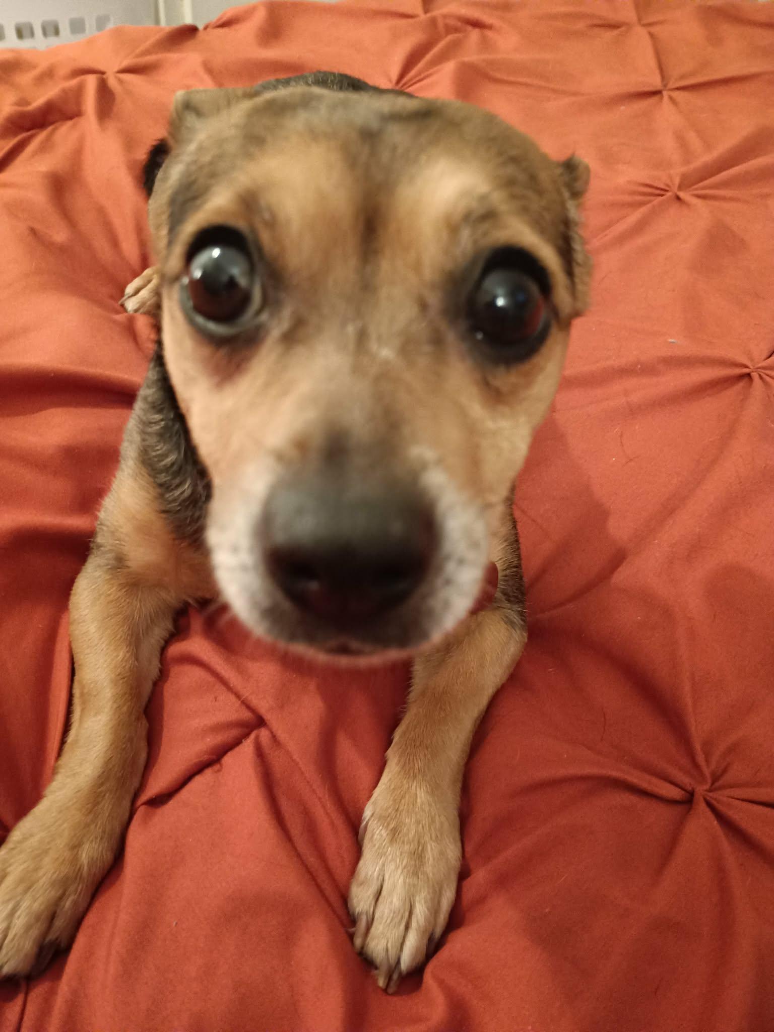 Enlarge Punkin, a ADOPTABLE mixed breed in Oregon, OH image 3/3