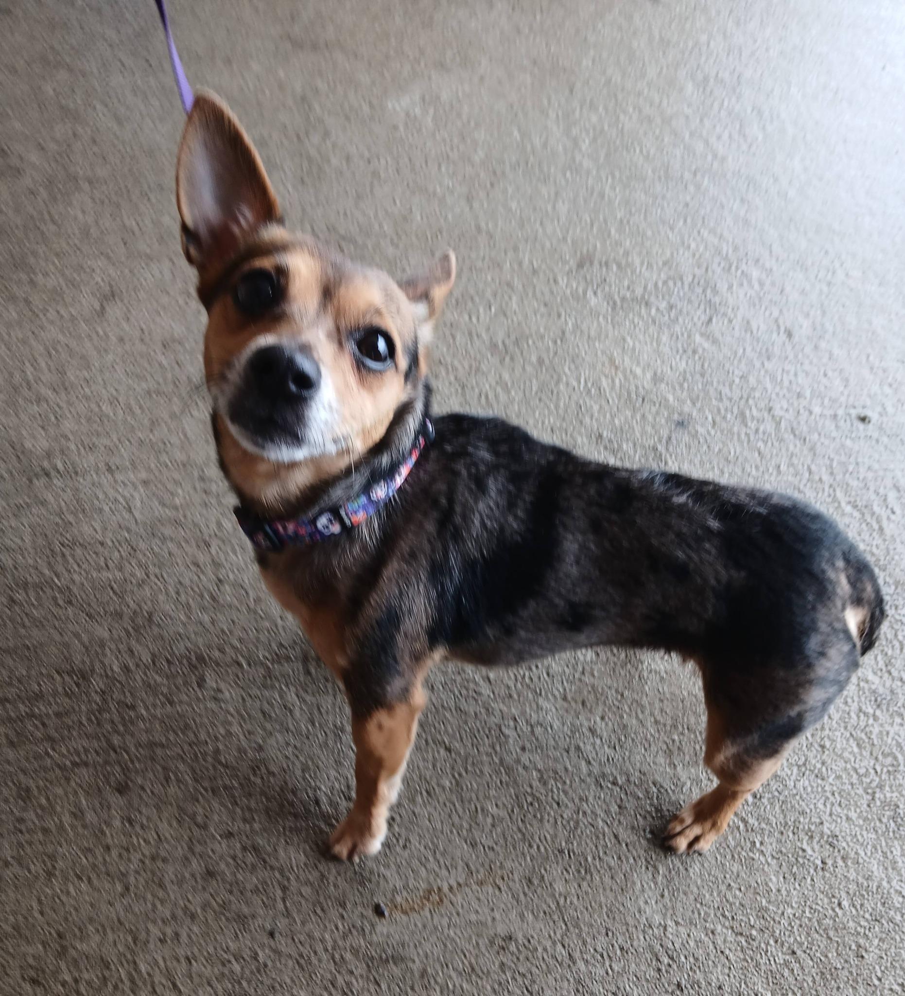 Punkin, ADOPTABLE, Adult Female Chihuahua.
