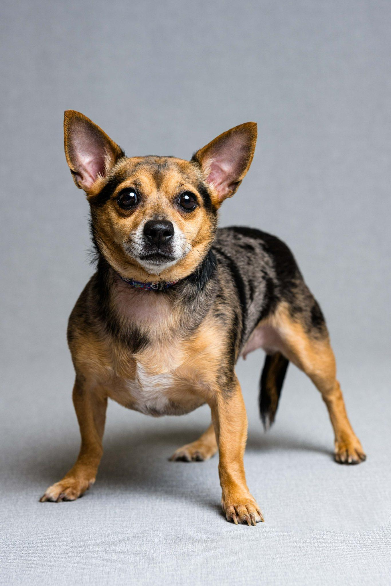 Punkin, a ADOPTABLE mixed breed in Oregon, OH image 1/3