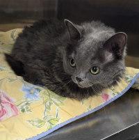 Enlarge EINSTEIN, an adopted Domestic Medium Hair in Henderson, NV image 3/3