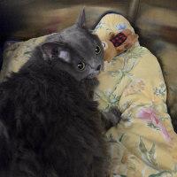 Enlarge EINSTEIN, an adopted Domestic Medium Hair in Henderson, NV image 2/3