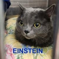 EINSTEIN, adopted, Adult Male Domestic Medium Hair.
