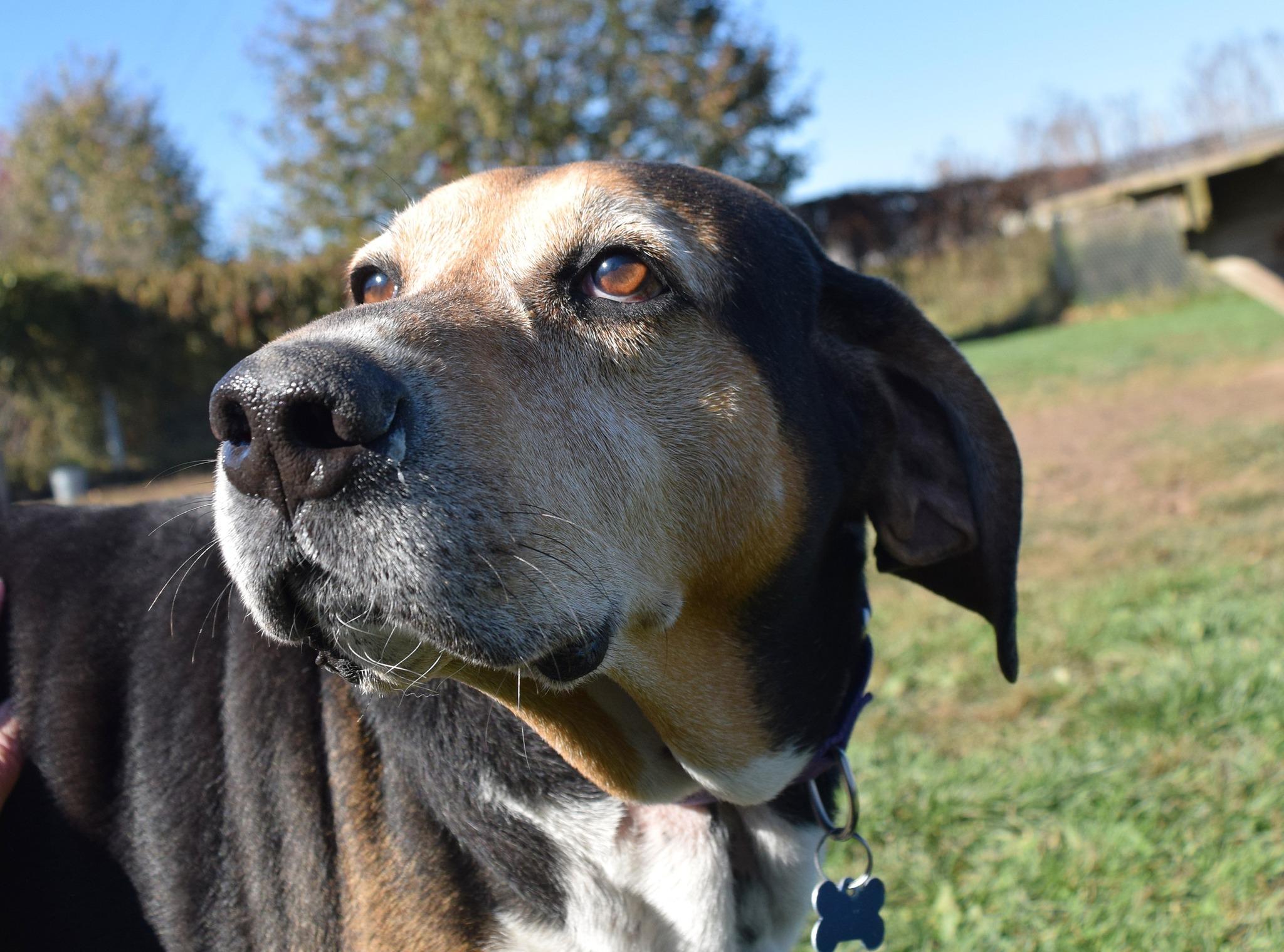 Brewer, Adoptable, Adult Male Hound.