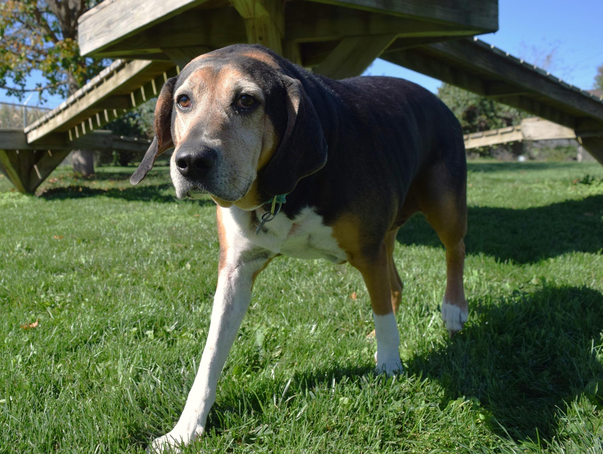 Brewer, a Adoptable Hound in Tomah, WI image 6/6