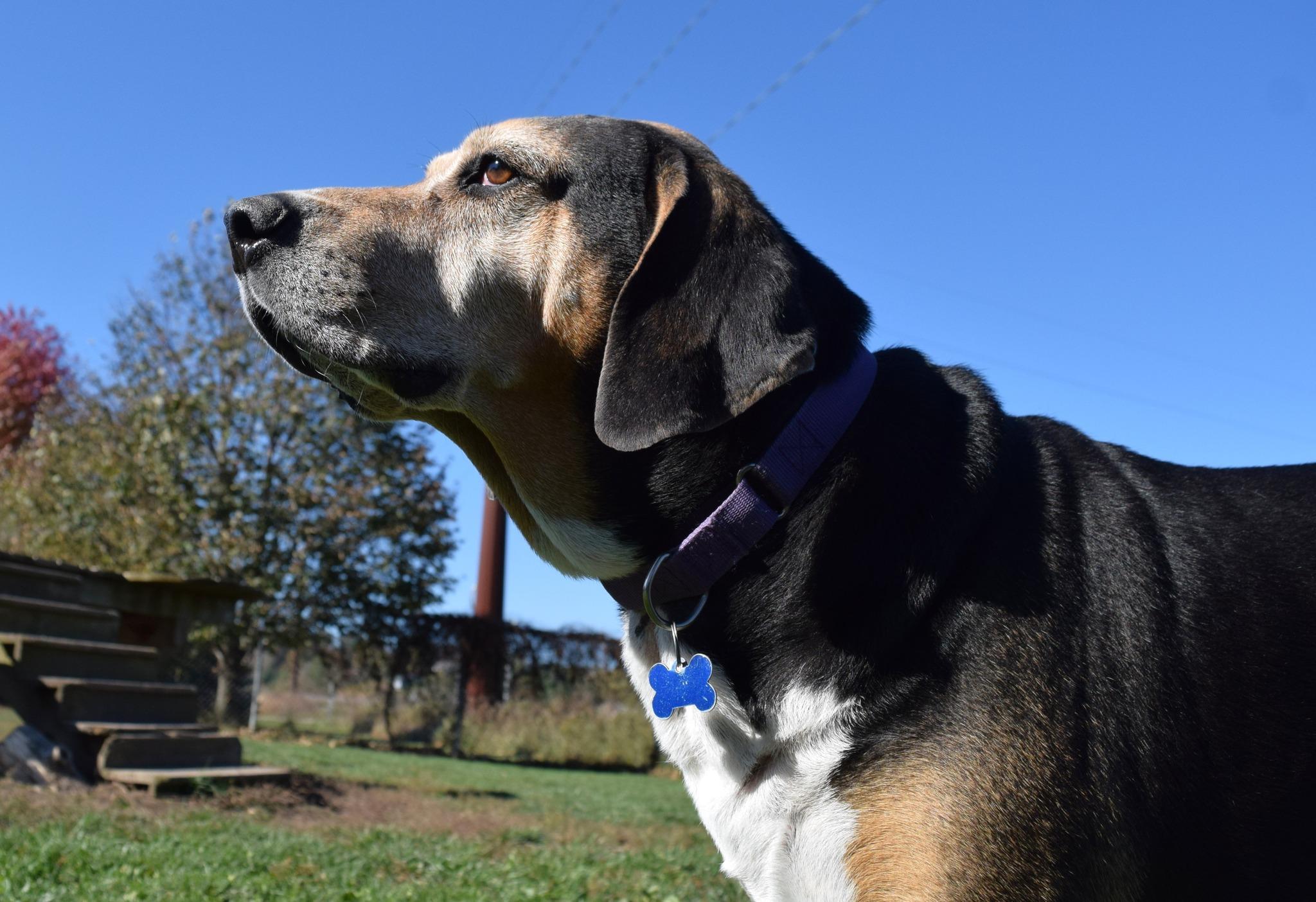 Brewer, a Adoptable Hound in Tomah, WI image 2/6