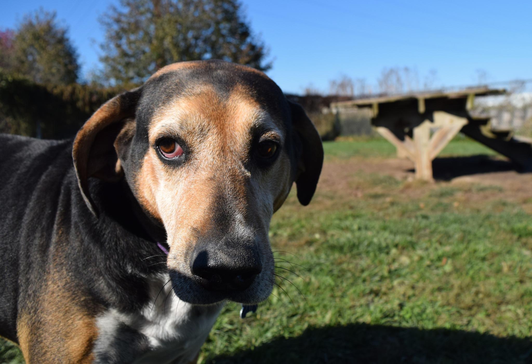 Brewer, a Adoptable Hound in Tomah, WI image 3/6