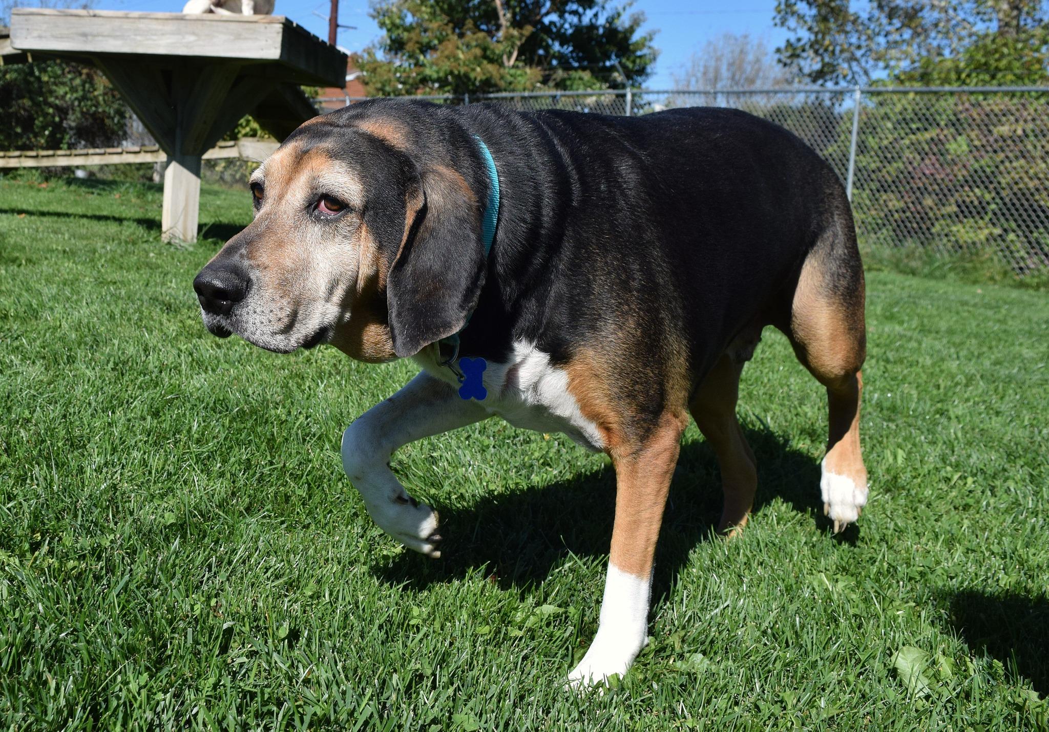 Brewer, a Adoptable Hound in Tomah, WI image 5/6