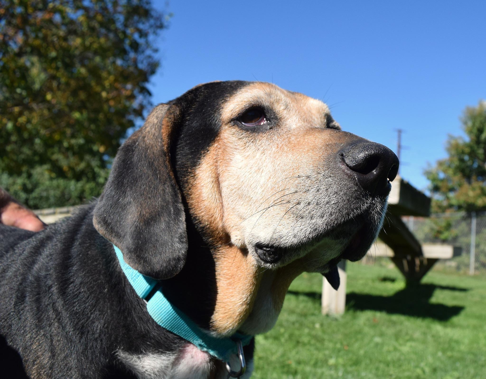 Brewer, Adoptable, Adult Male Hound.