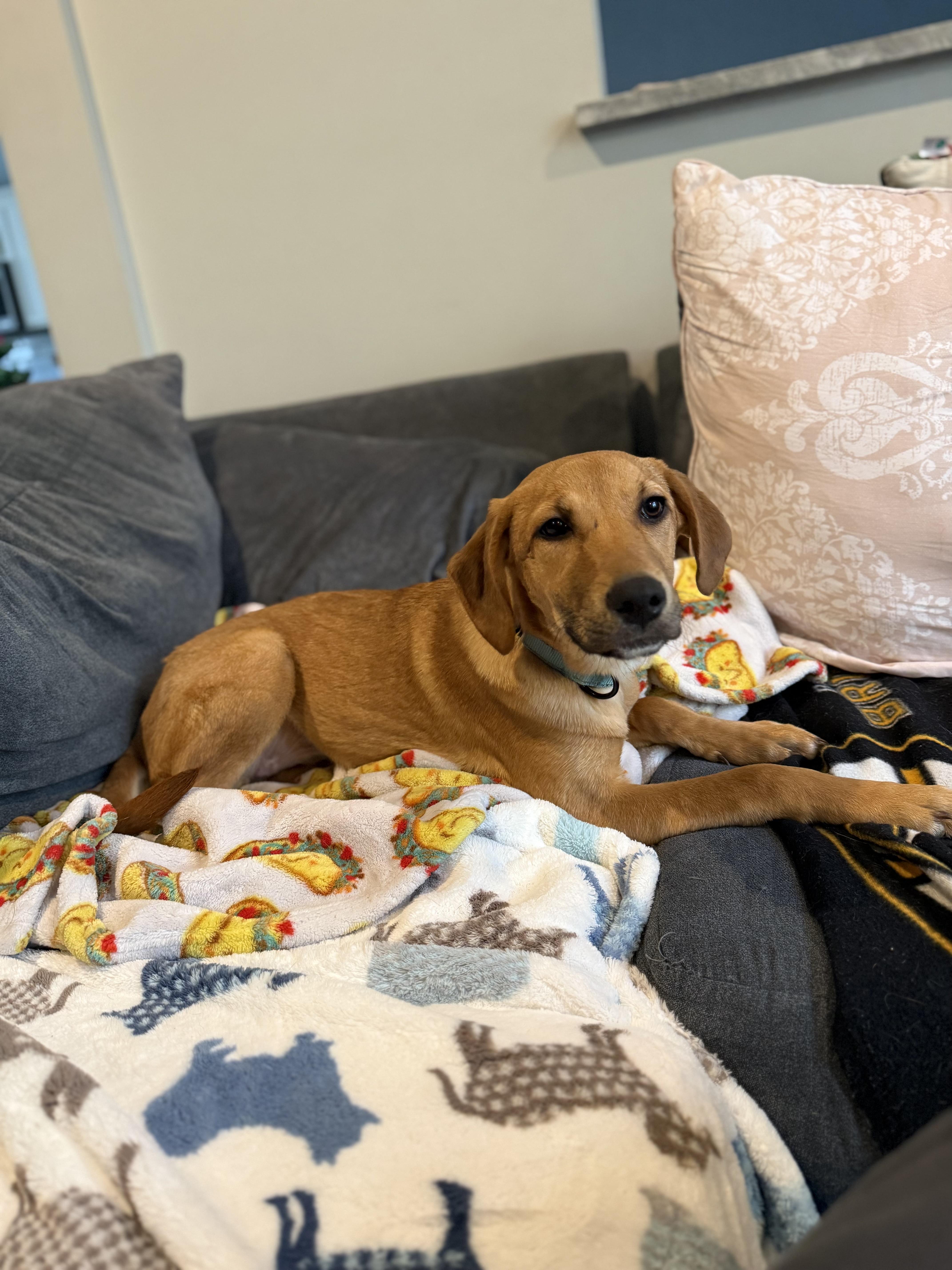 Enlarge Jackie, a Adoptable mixed breed in Portland, ME image 3/3